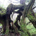 一些老死的巨幹中已有第二代長出，形成二代木or三代木景觀