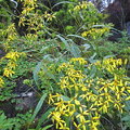 黃苑、台灣杜鵑都是太平山森林區的高冷植物。
