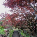 太平山國家森林遊樂區 -階梯兩旁的紫葉槭