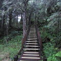 太平山國家森林遊樂區 -原始森林公園12