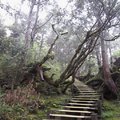 太平山國家森林遊樂區 -原始森林公園11