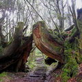 太平山國家森林遊樂區 -原始森林公園10