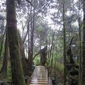 太平山國家森林遊樂區 - 原始森林公園9