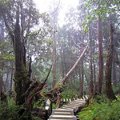 太平山國家森林遊樂區 - 原始森林公園8