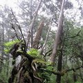 太平山國家森林遊樂區 -原始森林公園5