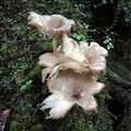 太平山國家森林遊樂區 - 野生蕈菇