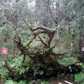 太平山國家森林遊樂區 - 原始森林公園
