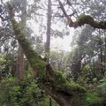 太平山舊稱「眠腦」，也就是森林茂密、鬱鬱蒼蒼，欣欣向榮的意思，昔日與阿里山、八仙山並列為台灣三大林場。