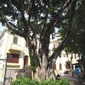 亞婆井前地的百年老樹