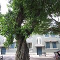 媽閣廟前地的百年老樹