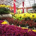 詠菊(園藝展覽館)：A Song of Chrysanthemums (白居易の詩をテーマに)