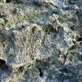 萬里桐海岸上的化石