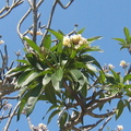 斯里蘭卡 炸彈花*樹上