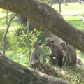 斯里蘭卡 猴子+s