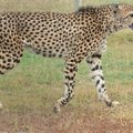 南非獵豹03