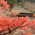 日本東京景點清水寺的楓紅迷人