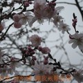 華盛頓DC櫻花季 - 5
