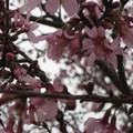 華盛頓DC櫻花季 - 3
