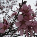 華盛頓DC櫻花季 - 4