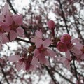 華盛頓DC櫻花季 - 2