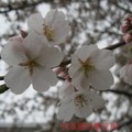我家的櫻花樹