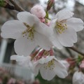 我家的櫻花樹
