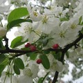 【最美的春日時光】華盛頓DC之春
