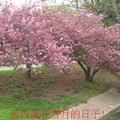 【最美的春日時光】-華盛頓DC之春