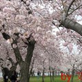 春天的華盛頓DC,美麗無比,櫻花齊放,叫我不愛