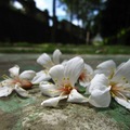 九華山的桐花