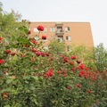 校園裡能有這麼一大片玫瑰園，還真是幸福呢!
