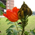 亞洲大學的植物長得超好，楓香，櫻花，阿勃勒，洋紫荊......每個季節都會有不同的美吧!