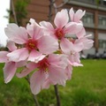 可以看出這個學校也有計畫性的種櫻花......