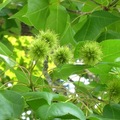 第一次見到楓香可愛的綠色果實，以往看到的都是變成褐色的果實了!