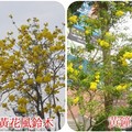 黃花風鈴木和黃鐘花