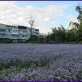 要見到一大片紫色藿香薊花田並不容易。 

