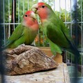 Love Bird - 2