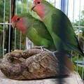 Love Bird - 3