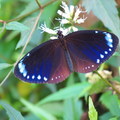 茂林‧紫斑蝶越冬 - 2