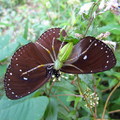 茂林‧紫斑蝶越冬 - 5