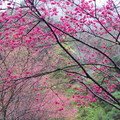 八仙山‧櫻雨柿紅 - 3
