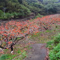 八仙山‧櫻雨柿紅 - 4