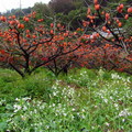 八仙山‧櫻雨柿紅 - 5