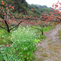 八仙山‧櫻雨柿紅 - 1