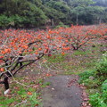 八仙山‧櫻雨柿紅 - 2