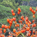 八仙山‧櫻雨柿紅 - 5