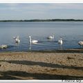 湖上的鵝群