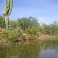這是湖岸主要的景觀植物, 本來以為Arizona到處都是, 後來發現只在Phoenix附近才有