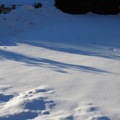 院子的積雪