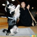 日本衝繩縣南部的一座寺廟內，一隻2歲大，由寺廟僧人飼養的寵物狗竟然能夠與眾僧人們一起“作經打禪”。
它那認真嚴肅的勁頭好像真的是一個虔誠的佛教徒。
